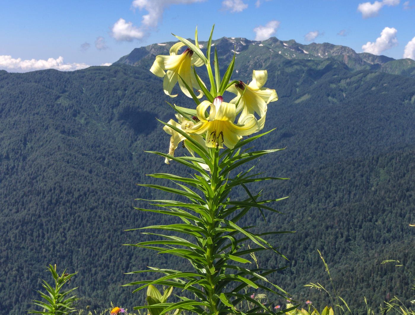 Image of Lilium kesselringianum specimen.