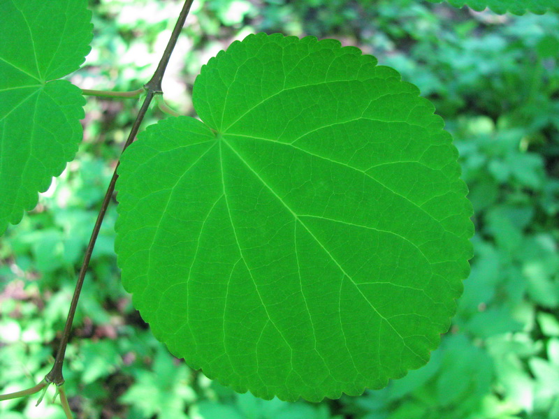 Изображение особи Cercidiphyllum japonicum.