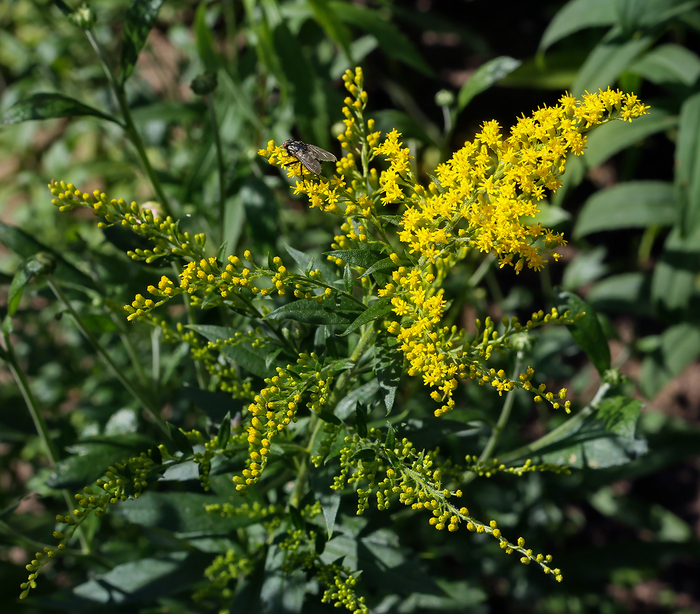 Image of Solidago canadensis specimen.