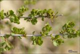 Image of taxon representative. Author is Владимир Савчук
