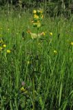 Rhinanthus aestivalis. Верхушка цветущего растения. ФРГ, земля Северный Рейн-Вестфалия, р-н Ойскирхен, окр. г. Бад-Мюнстерайфель, поляна на склоне южной экпозиции, окружённая зарослями кустарников. 29 мая 2010 г.