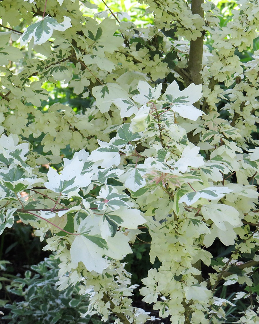 Image of Acer campestre specimen.