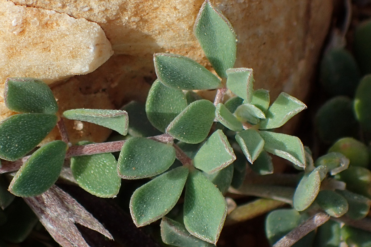 Image of Lotus halophilus specimen.