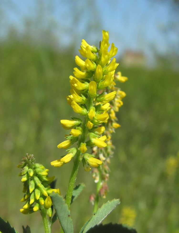 Изображение особи Melilotus indicus.