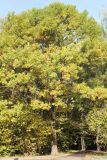 Quercus robur. Дерево в осенней окраске. Москва, ландшафтный заказник \"Тёплый Стан\", опушка широколиственного леса. 7 октября 2018 г.