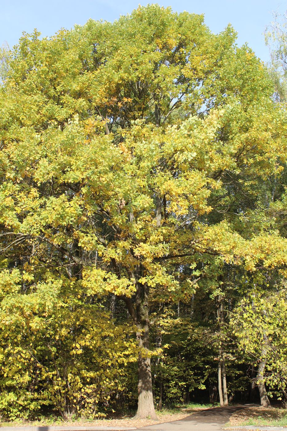 Image of Quercus robur specimen.