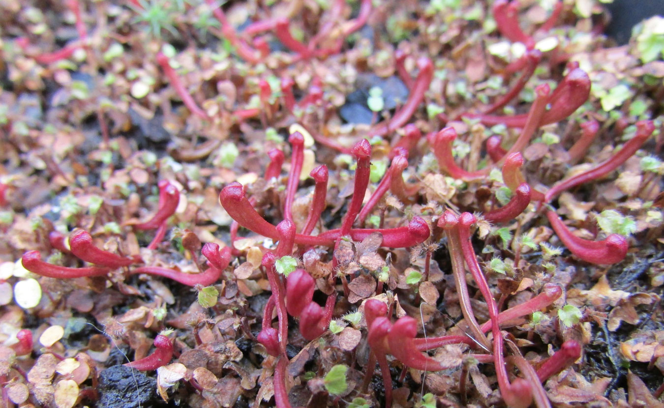 Image of Sarracenia purpurea specimen.