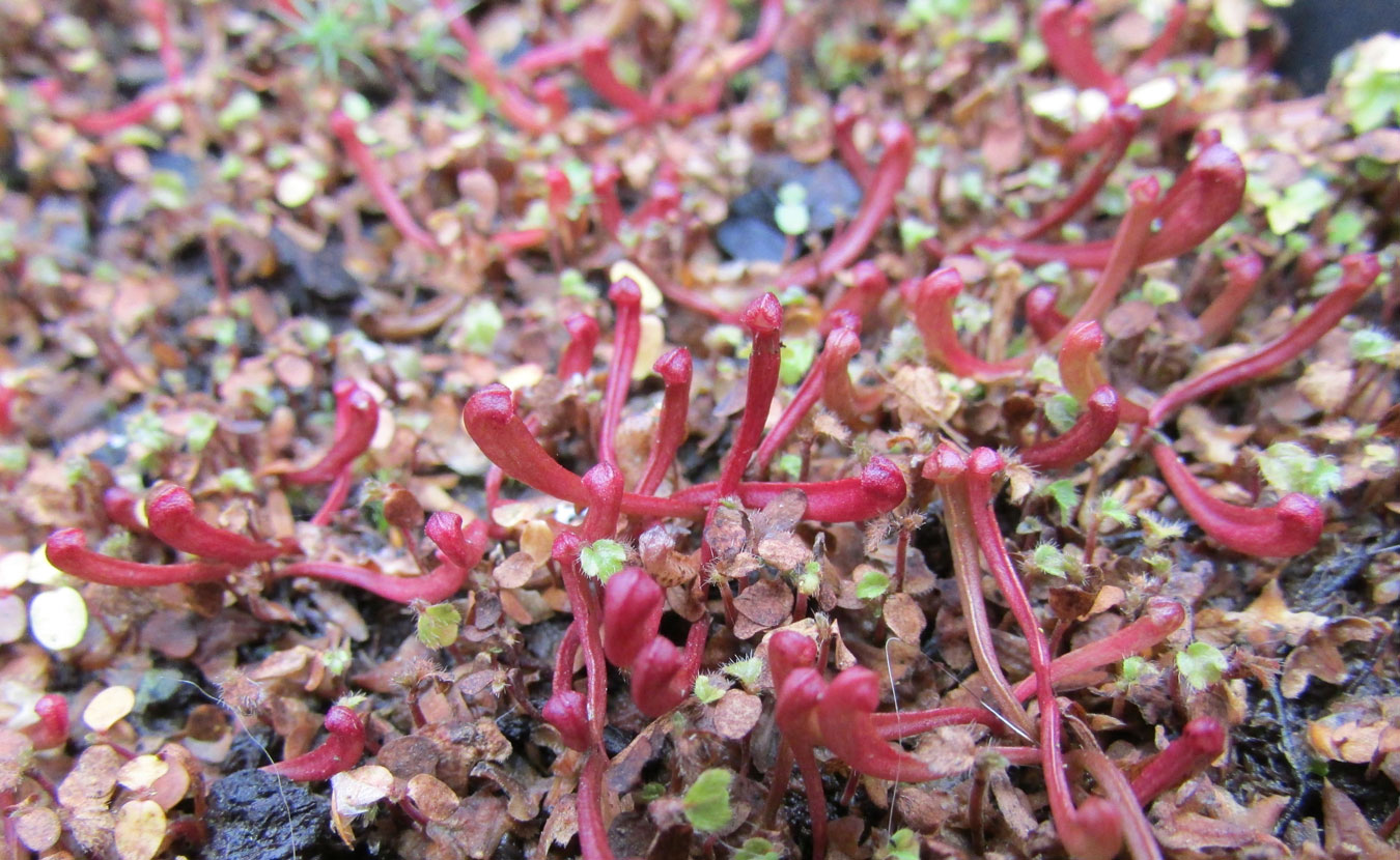 Изображение особи Sarracenia purpurea.