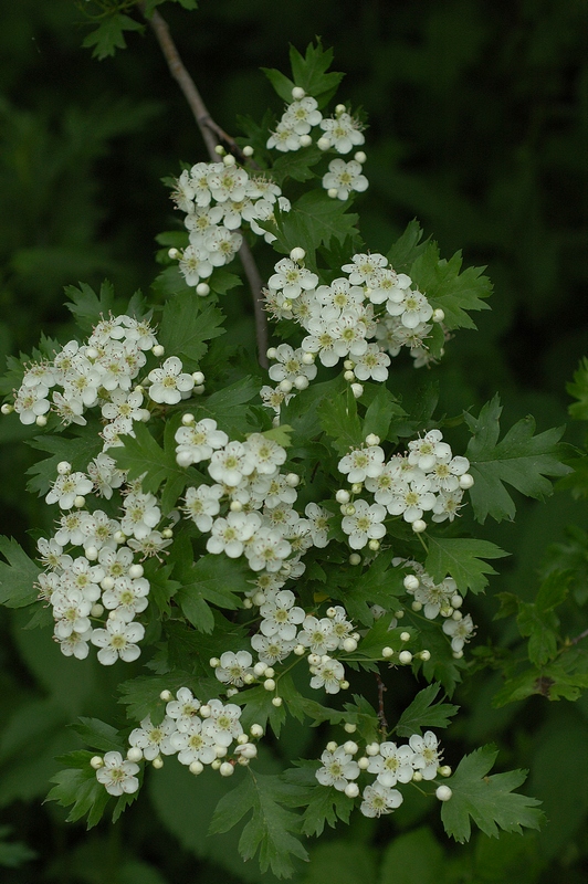 Image of Crataegus songarica specimen.