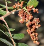 Rhus coriaria