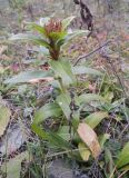 genus Gentiana