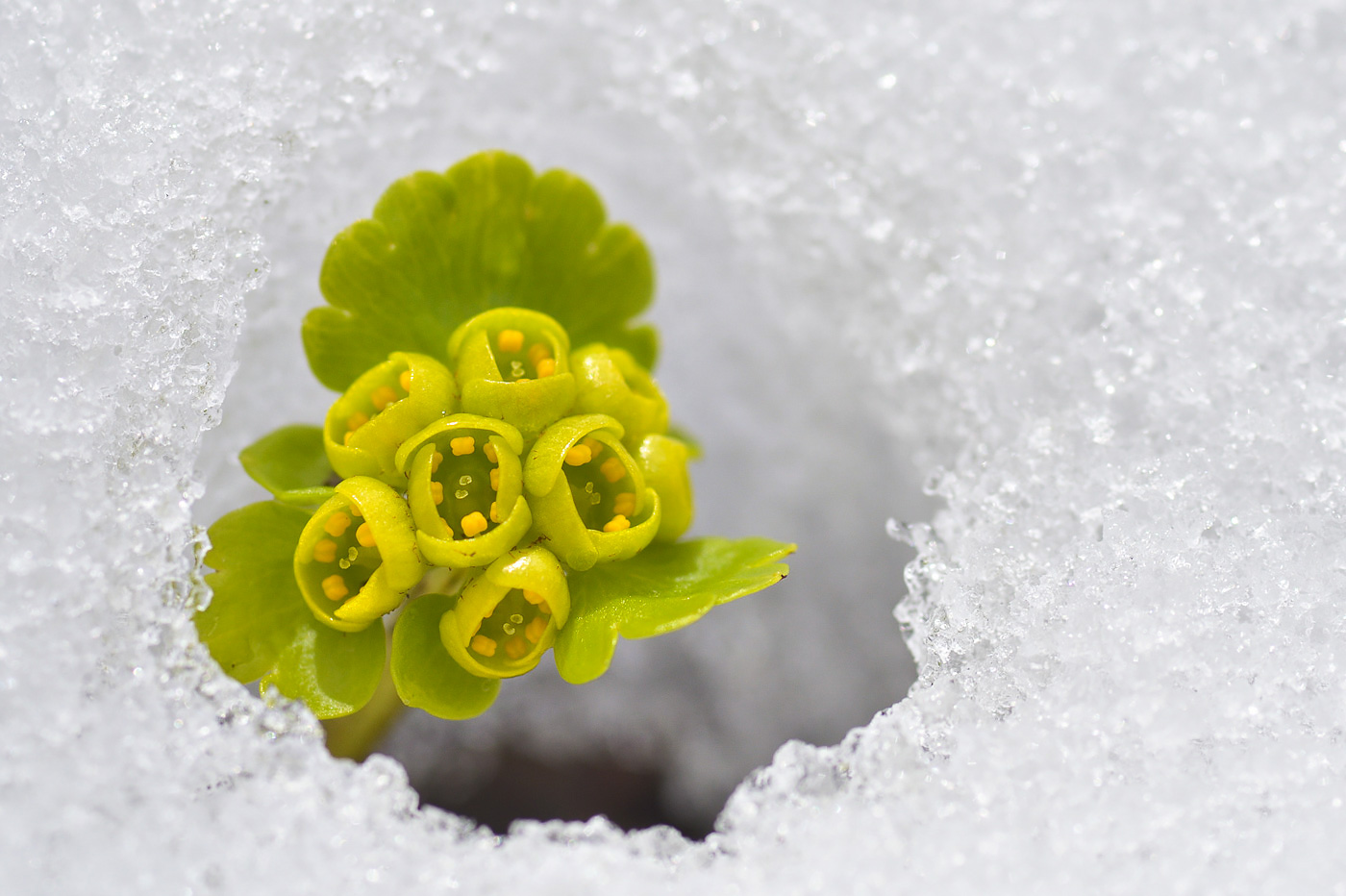 Image of Chrysosplenium nudicaule specimen.