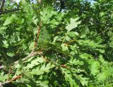 Quercus pubescens