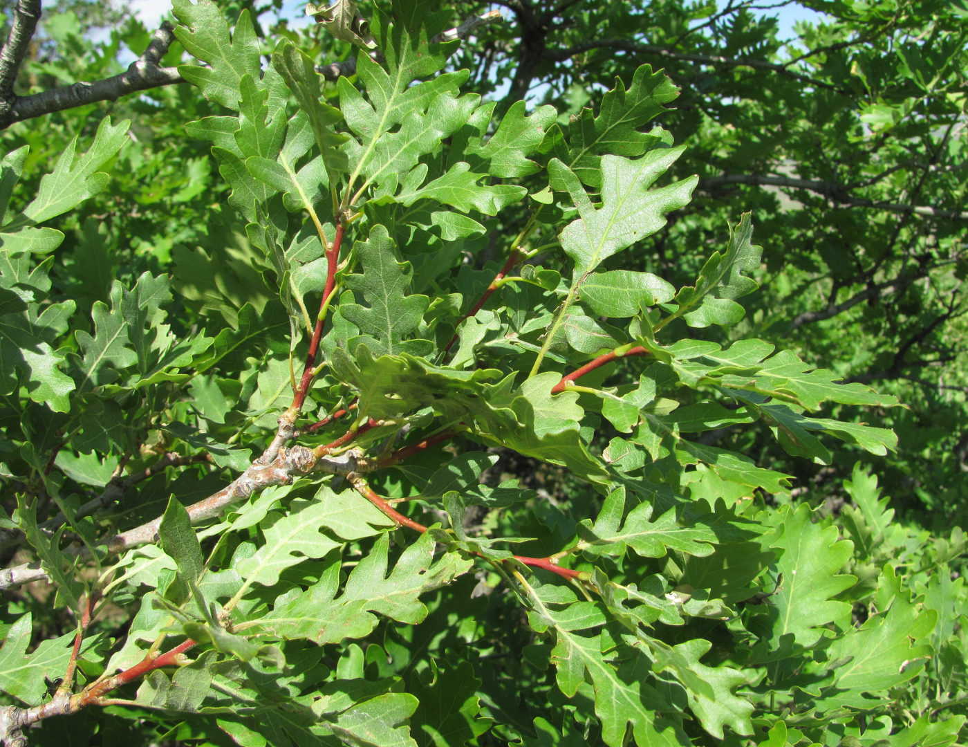 Image of Quercus pubescens specimen.