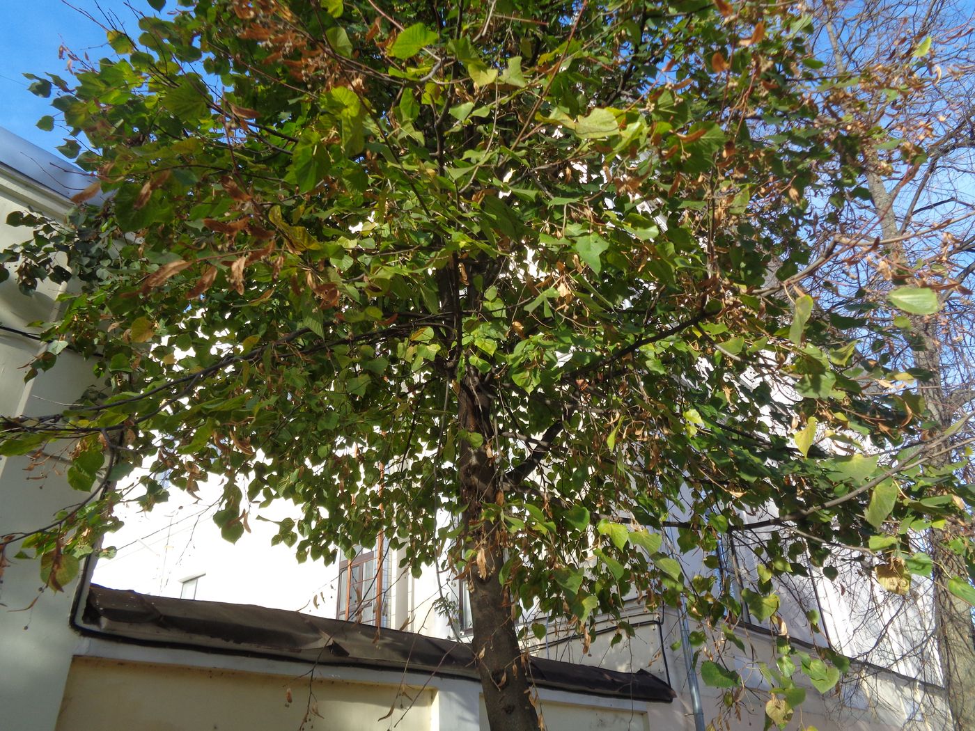 Image of genus Tilia specimen.