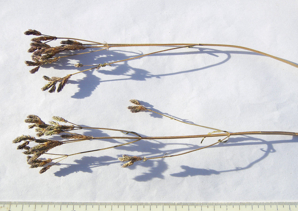 Изображение особи Verbena brasiliensis.
