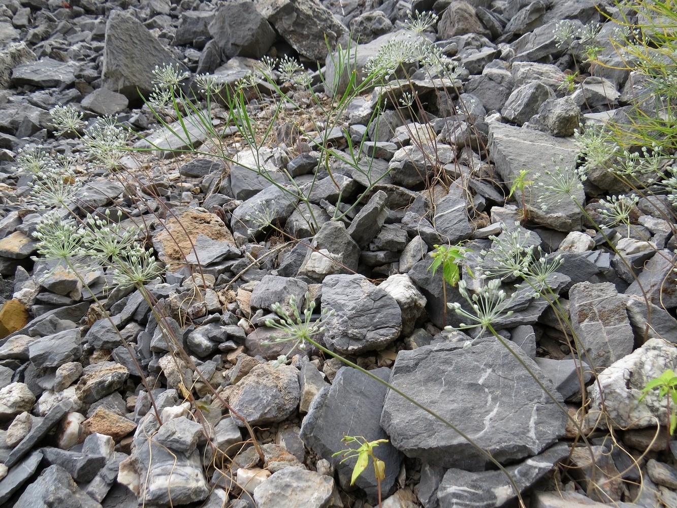 Image of Allium caesium specimen.