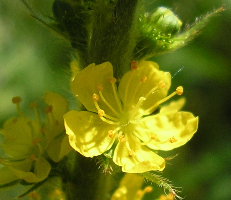 Image of Agrimonia eupatoria ssp. grandis specimen.