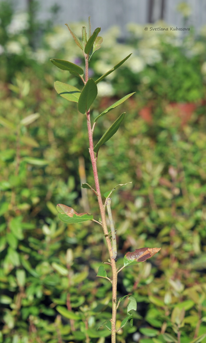 Image of Rhododendron dauricum specimen.
