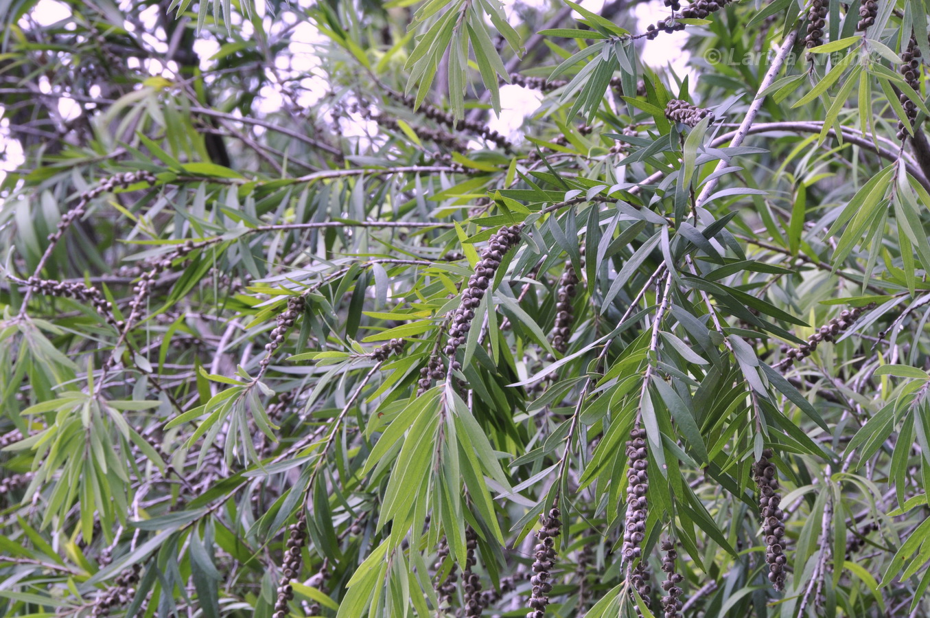 Image of Callistemon viminalis specimen.