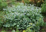 Mertensia sibirica