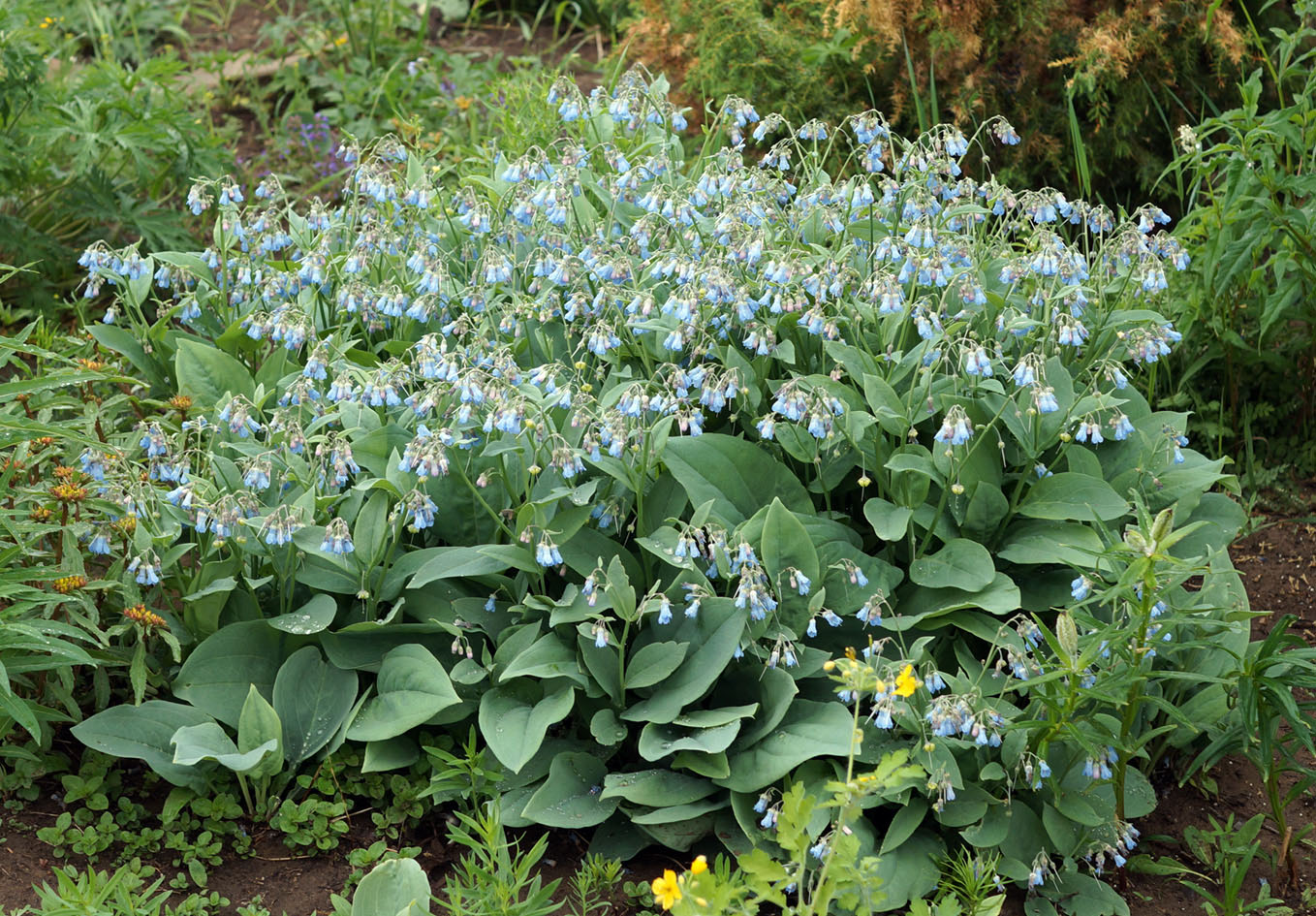 Изображение особи Mertensia sibirica.