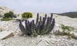 Ajuga orientalis. Цветущее растение. Краснодарский край, м/о г. Новороссийск, гора Лысая, заброшенный мергелевый карьер, щебнистая россыпь. 17.04.2018.