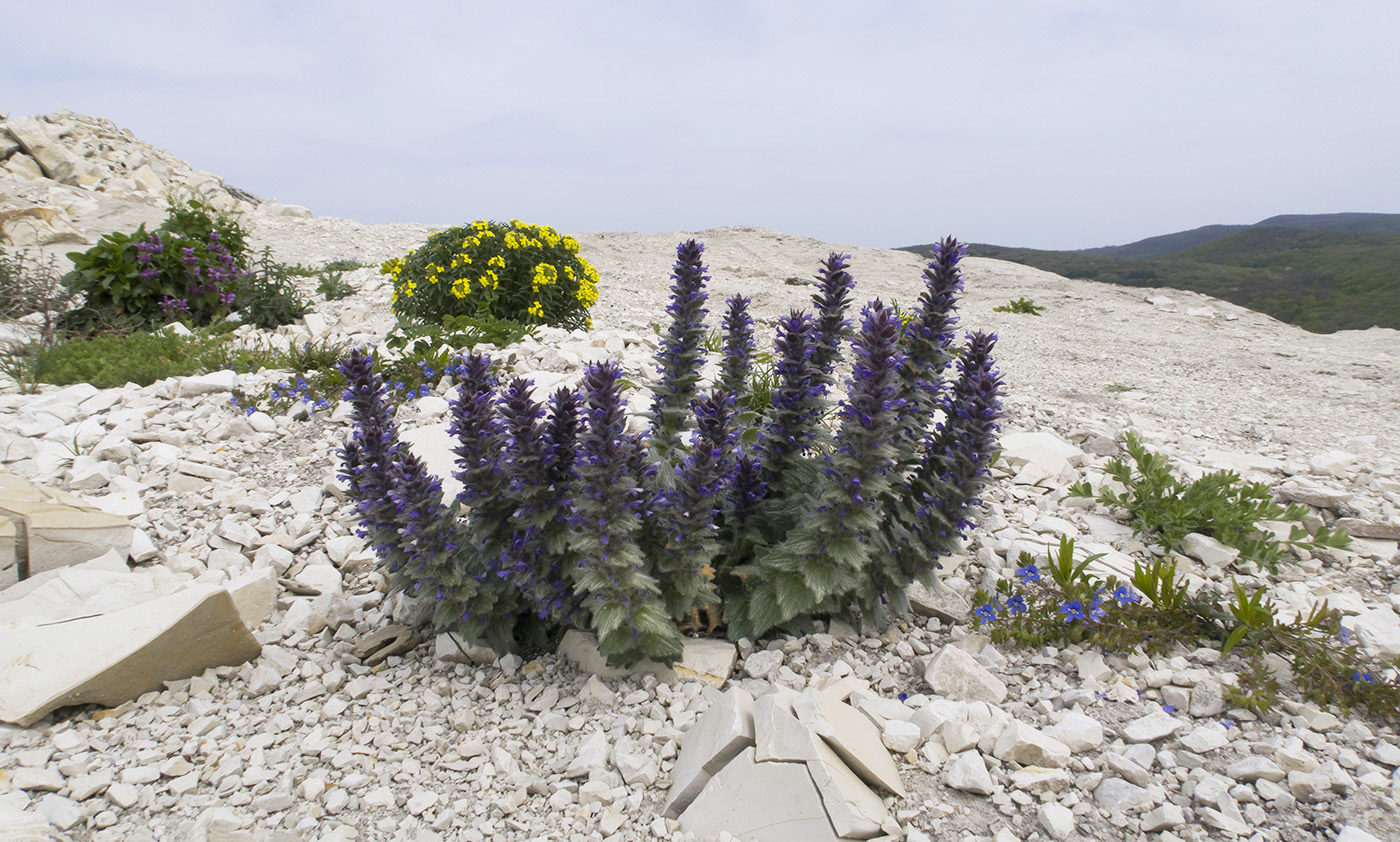 Image of Ajuga orientalis specimen.