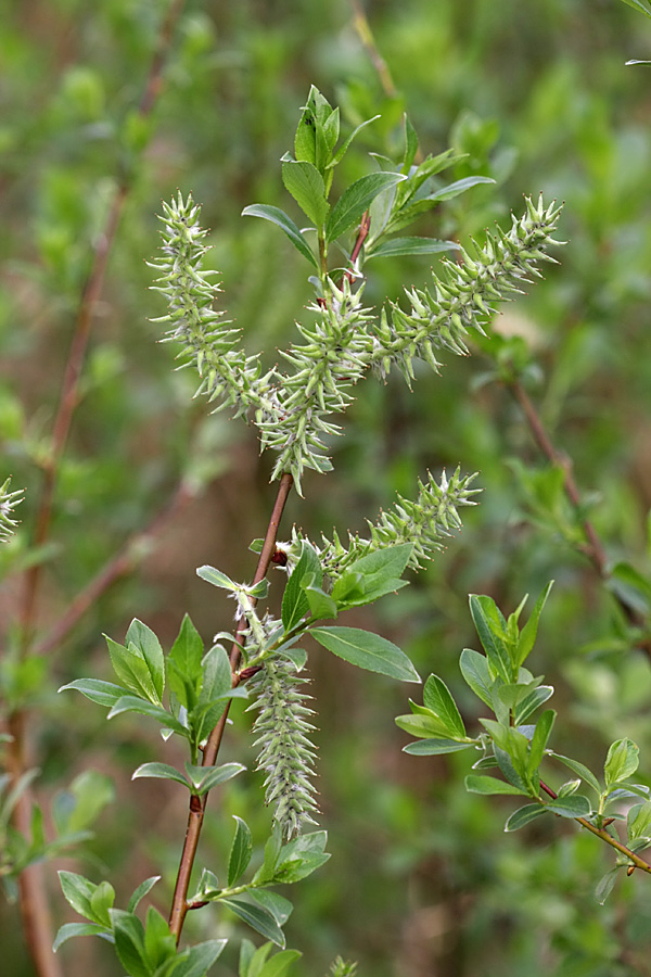 Image of Salix phylicifolia specimen.