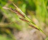 Carex acuta