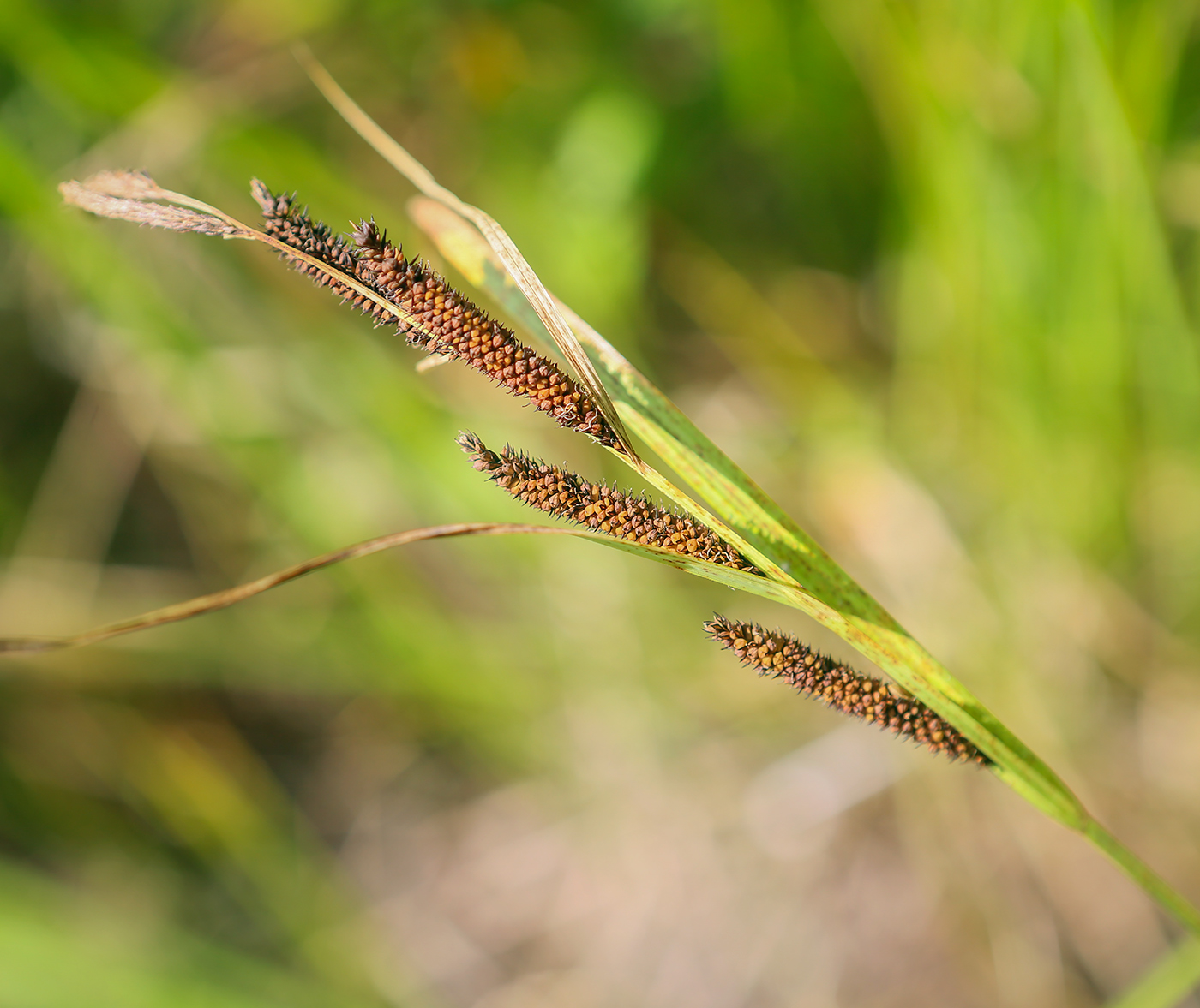 Изображение особи Carex acuta.