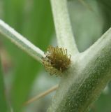 Xanthium spinosum