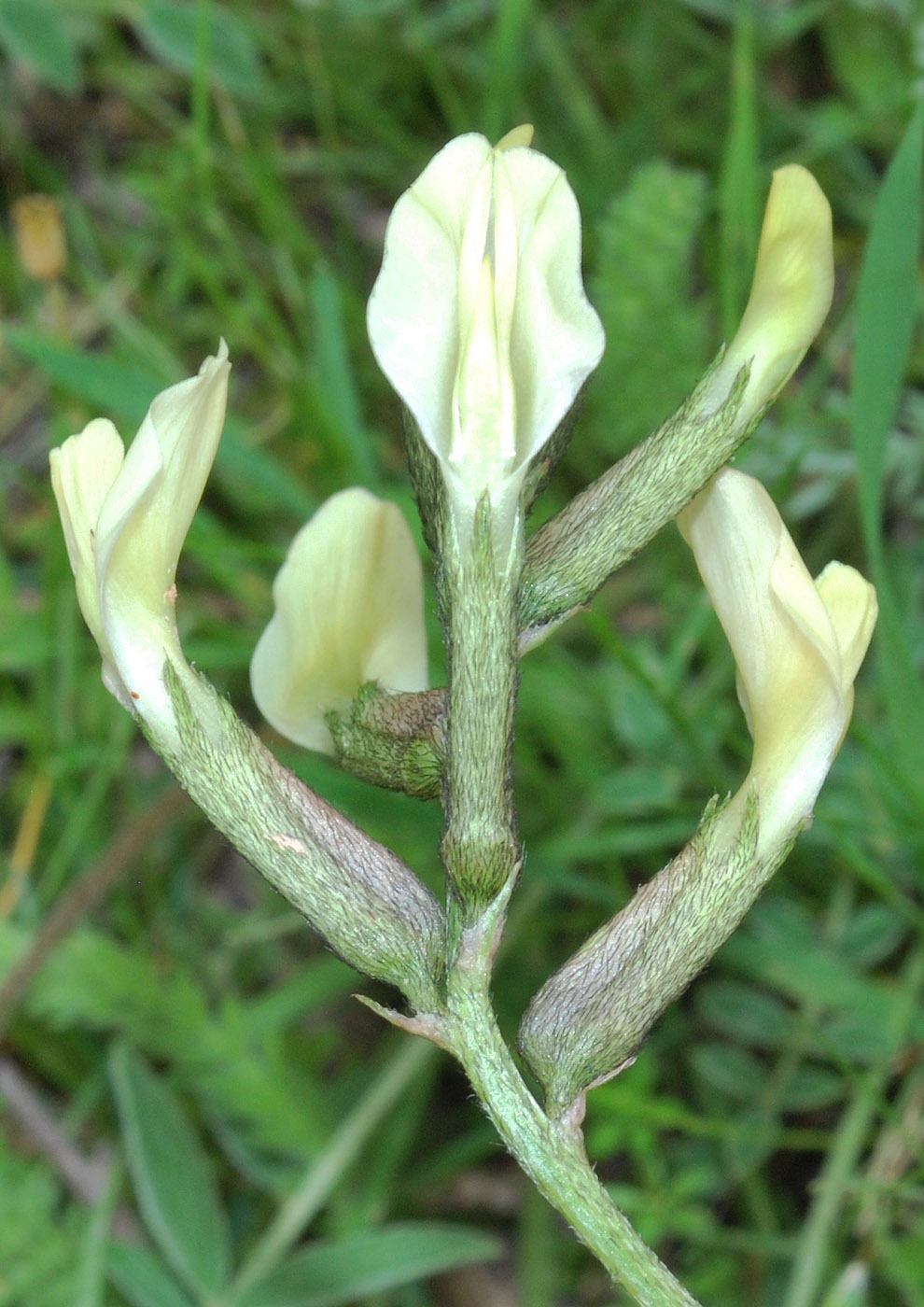 Изображение особи Astragalus bossuensis.