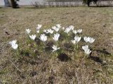 Crocus vernus