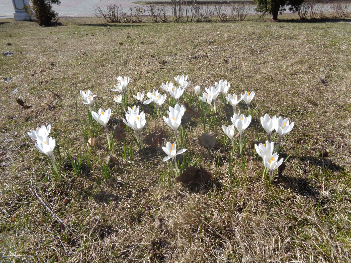 Изображение особи Crocus vernus.