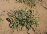 Astragalus turczaninowii