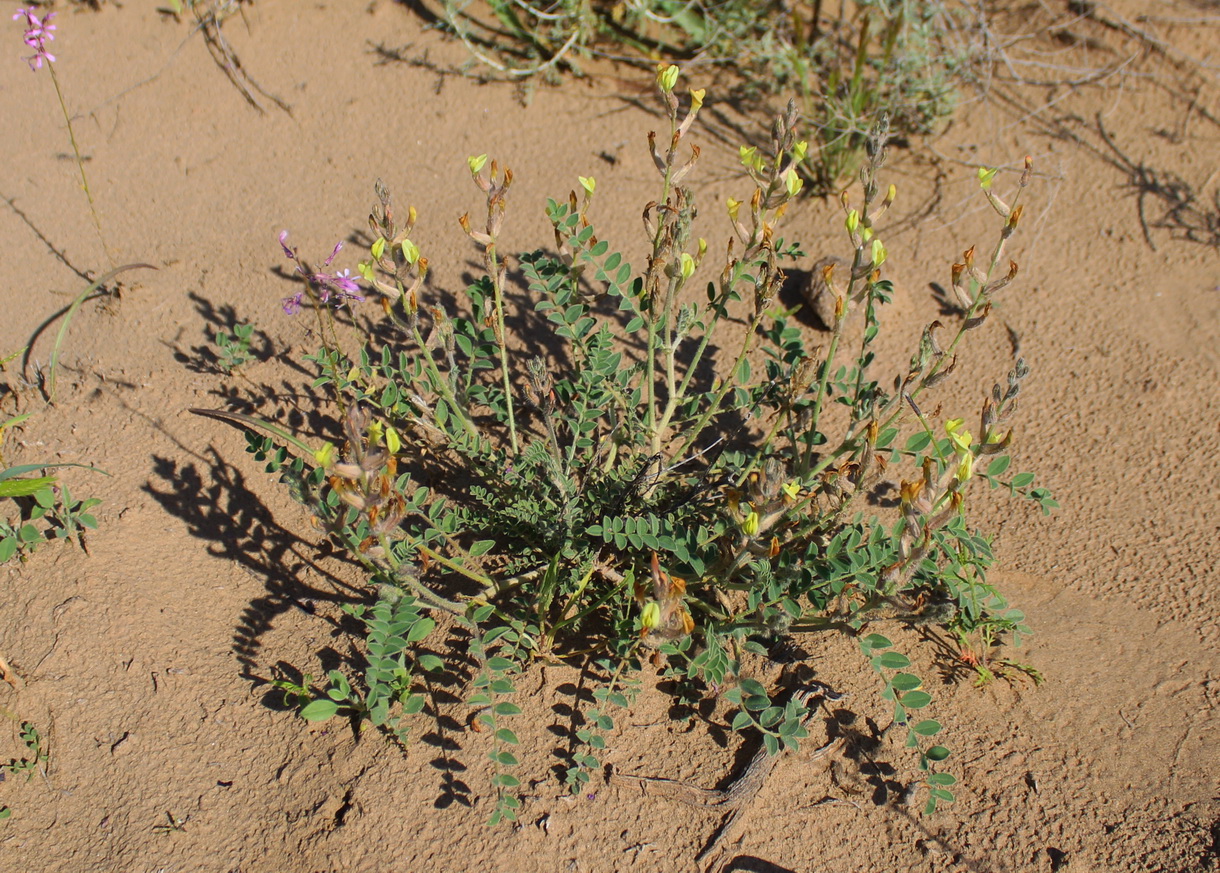 Изображение особи Astragalus turczaninowii.