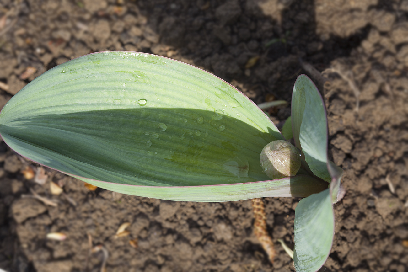 Image of Allium karataviense ssp. henrikii specimen.