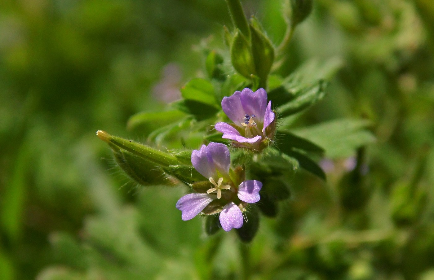 Изображение особи Geranium pusillum.