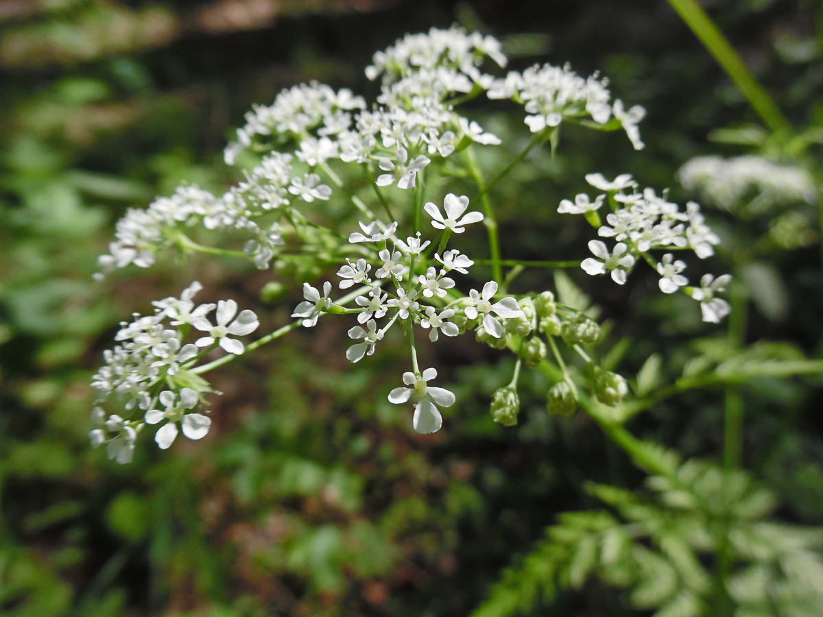 Image of Anthriscus sylvestris specimen.