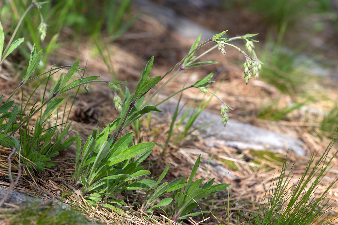 Изображение особи Silene nutans.