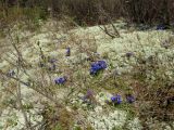 Gentiana grandiflora