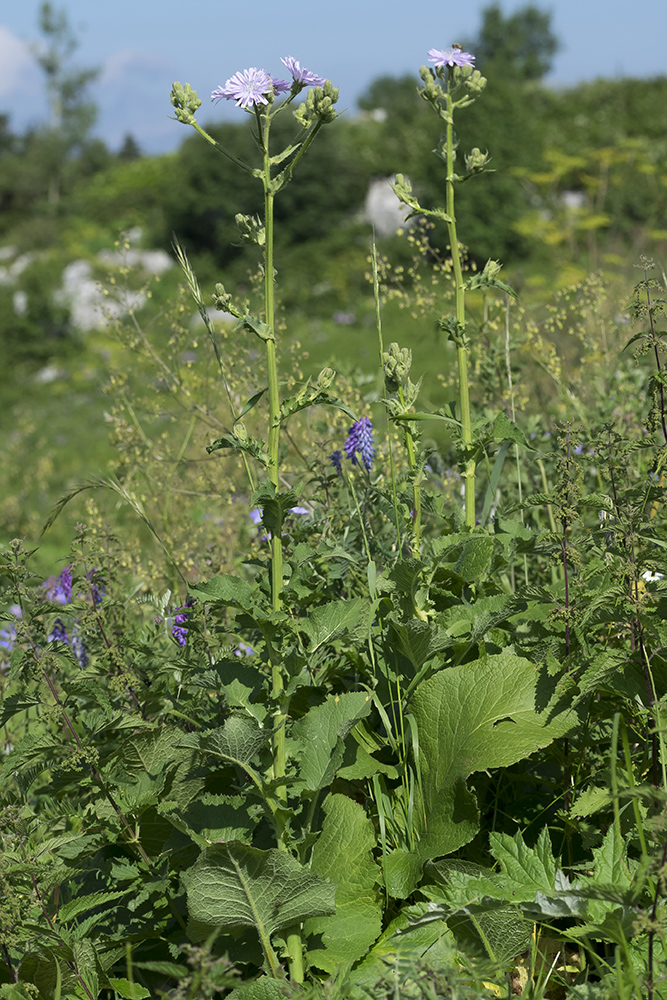 Image of Cicerbita macrophylla specimen.