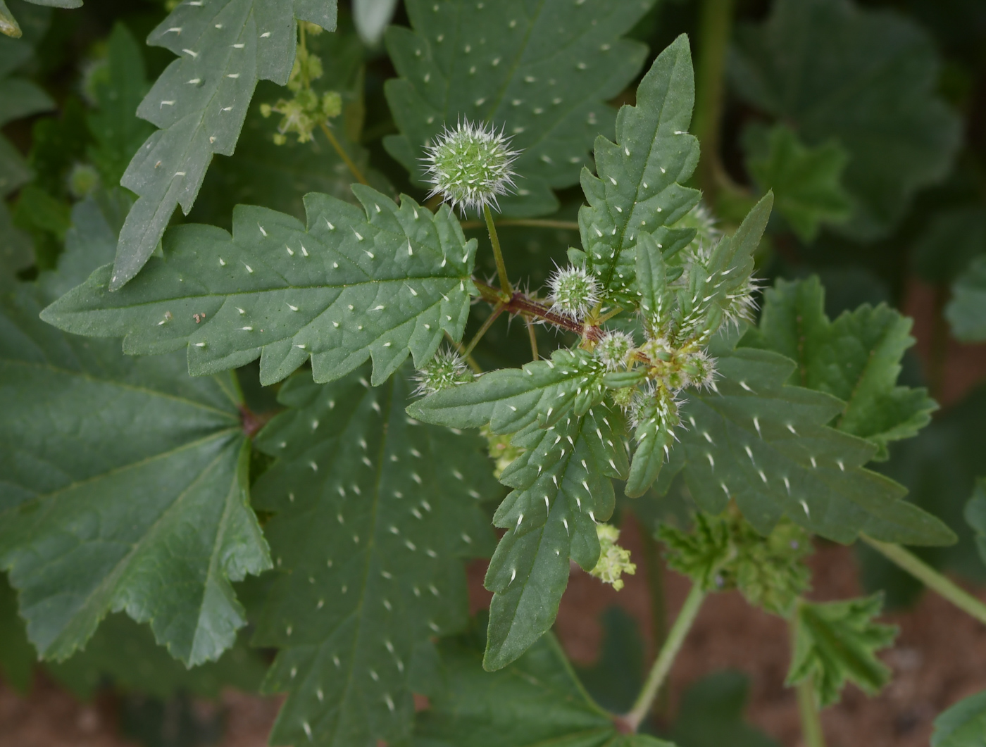 Image of Urtica pilulifera specimen.