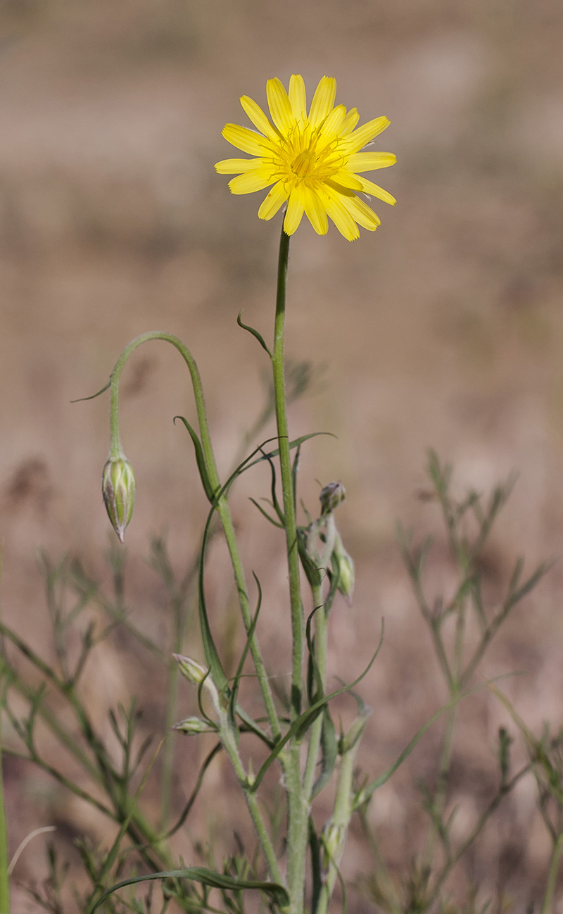 Image of Scorzonera biebersteinii specimen.