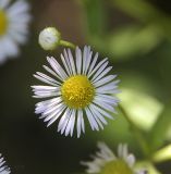 Erigeron annuus