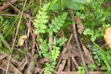 класс Polypodiopsida