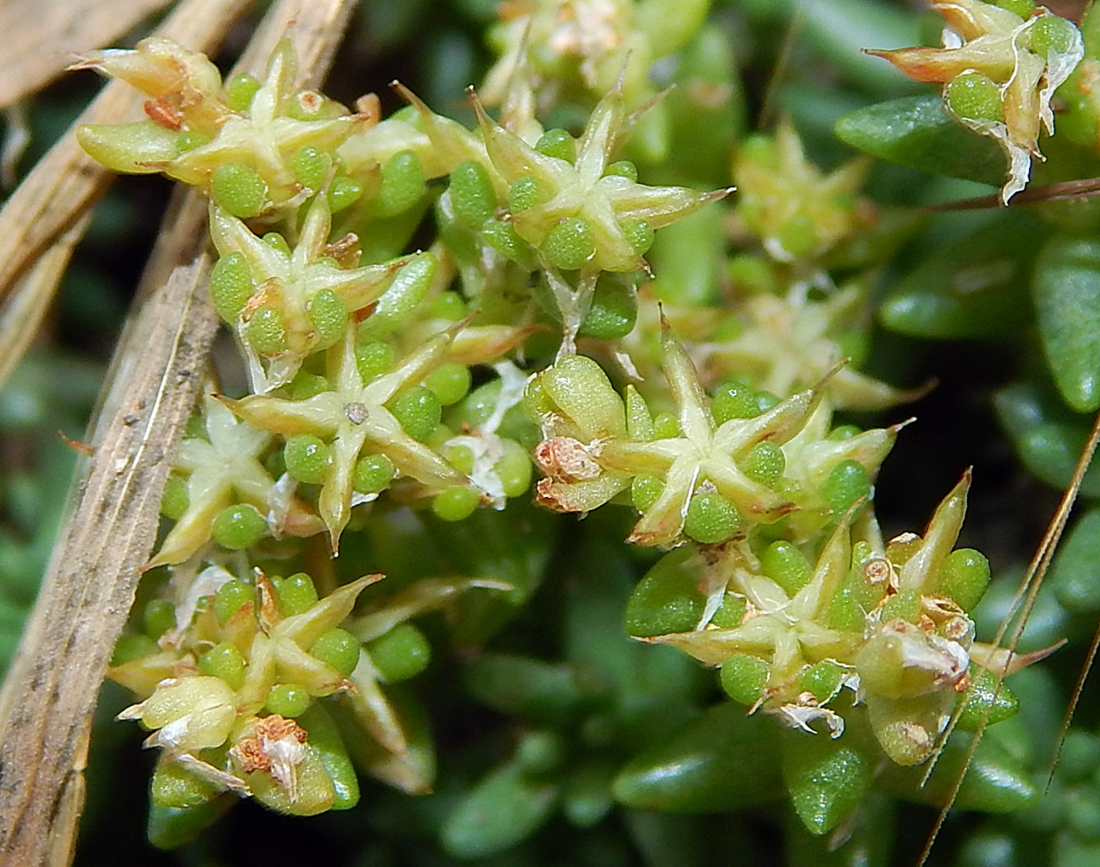 Image of Sedum acre specimen.