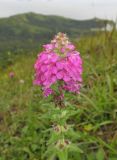 Pedicularis spicata. Верхушка соцветия с цветками и завязавшимися плодами. Приморский край, Хасанский р-н, окр. с. Витязь, луг. 13 сентября 2019 г.