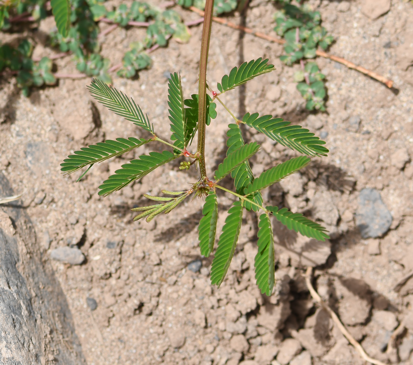 Изображение особи Desmanthus pernambucanus.